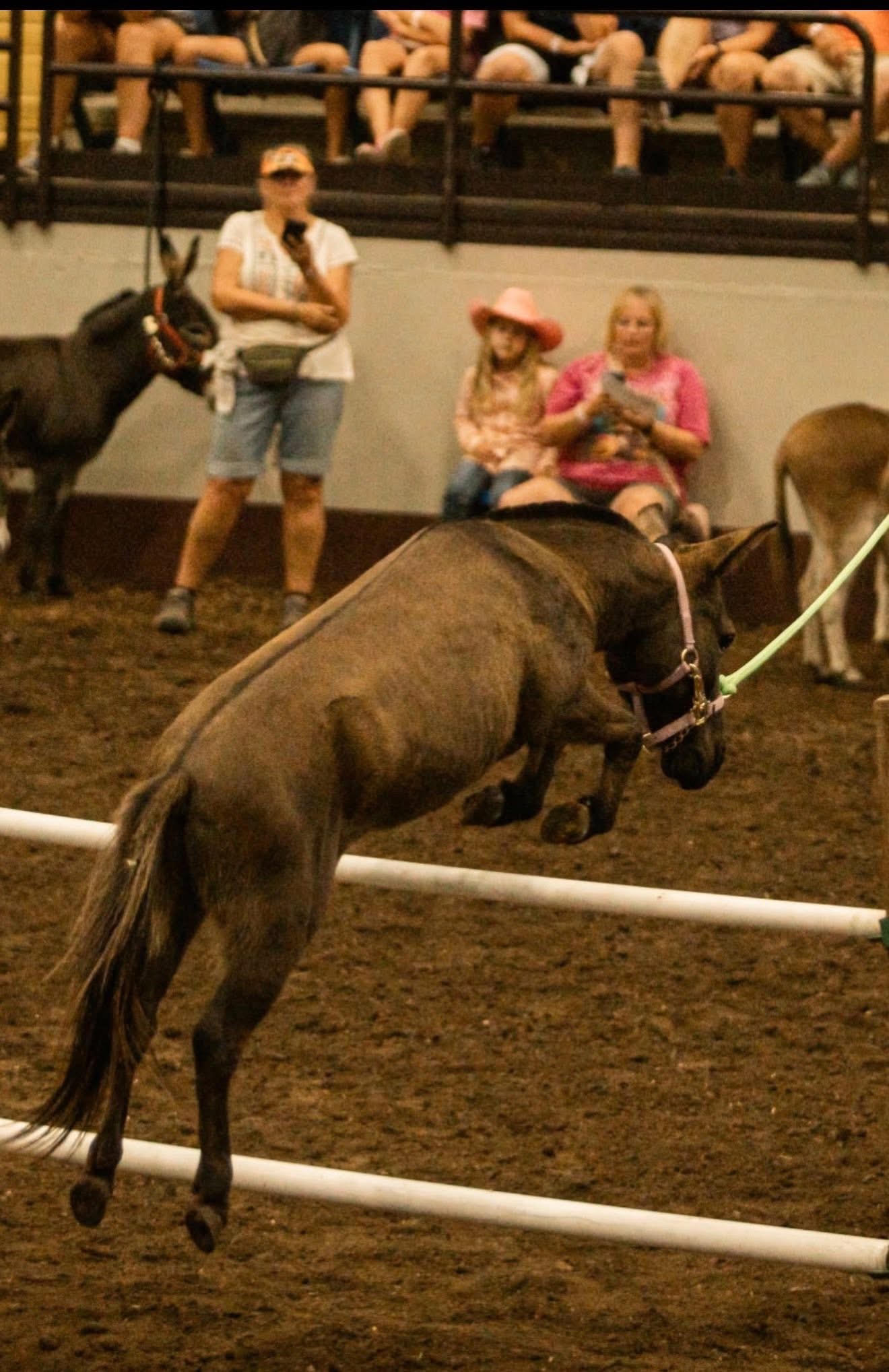 Thackery Earwicket - Jumping Mule